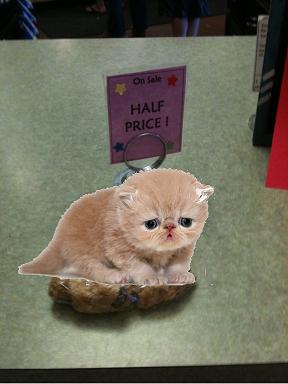 Sad Half Priced Kitten