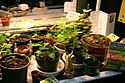 TickleMe Plant