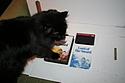 Sega Master System - Lord of The Sword Sega Master System - Lord of The Sword
