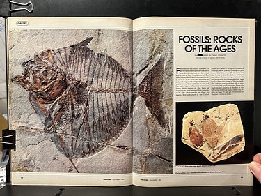 Discover Magazine - December, 1981
