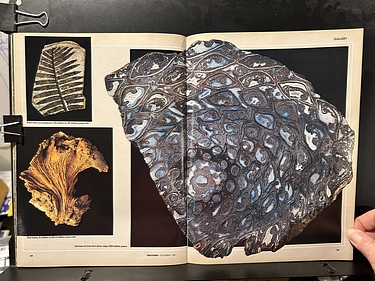 Discover Magazine - December, 1981