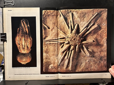 Discover Magazine - December, 1981