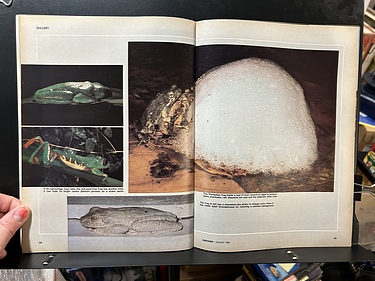 Discover Magazine - January, 1982