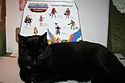 Masters of the Universe Classics: Swiftwind - Beautiful Horse, Spirit, Becomes Magical Flying Unicorn!