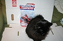 Transformers Animated - Toys R Us Exclusives: Ironhide